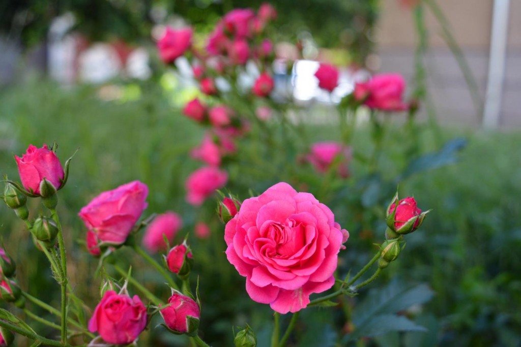 Roses in Kazanlak, Bulgaria