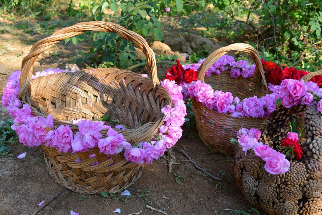 Rosa Damascena, Bulgarian Rose festival