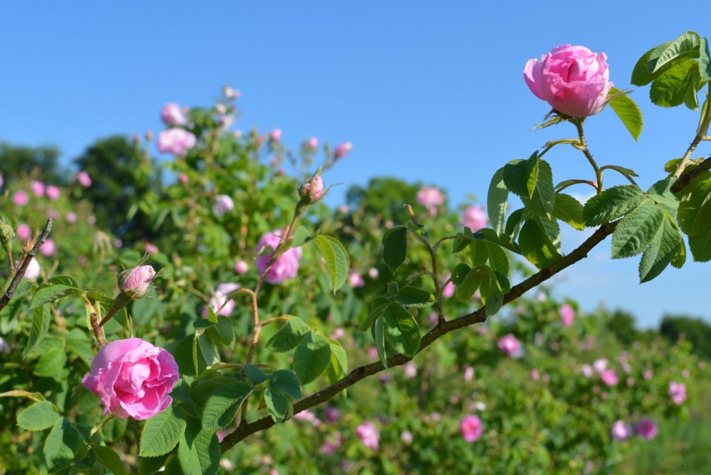 Bulgarian rose damascena used to make the highest quality of rose oil
